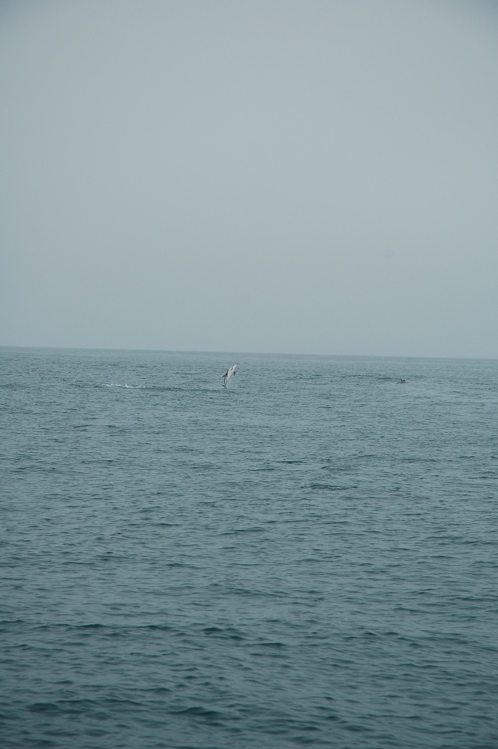 220   30 01   Kaikoura